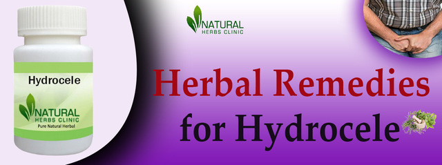 Hydrocele herbal treatment important advice to reduce swelling display